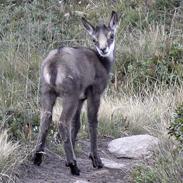 Fawn, Aletsch Switzerland.jpg